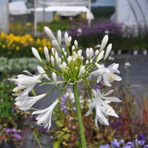 Agapanthus praecox 'Albiflorus' ---